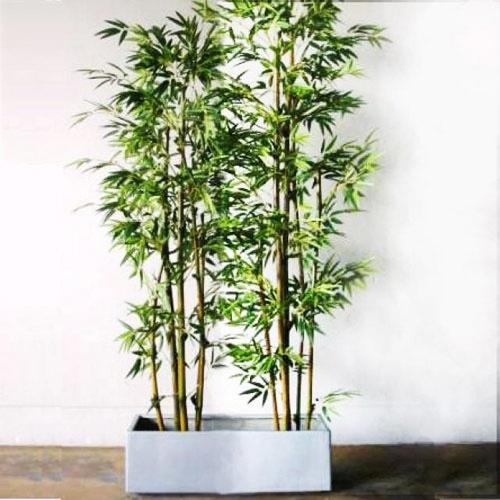 Loài cây trẻ để trang trí căn hộ chung cư