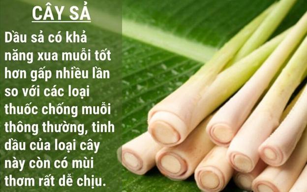 cách đuổi muỗi trong phòng bằng sả