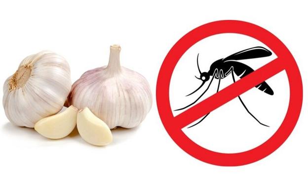 Cách đuổi muỗi trong phòng bằng tỏi