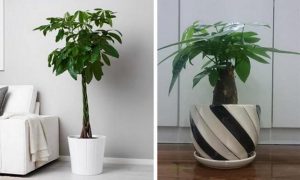 Loài cây Kim Ngân để trang trí căn hộ chung cư